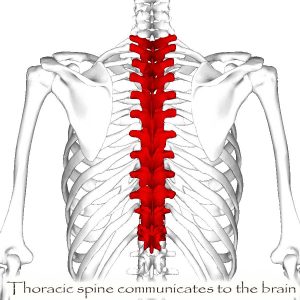 Thoracic Spine