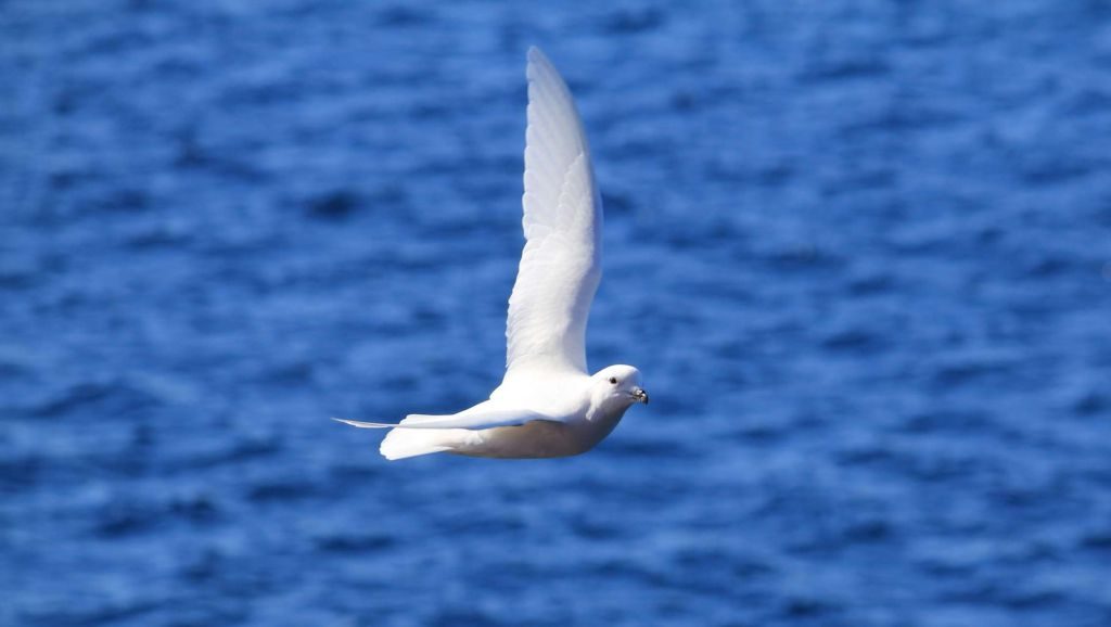 Snow petrel in the Prince Charles Mountains (Photo: Chris Hill) 