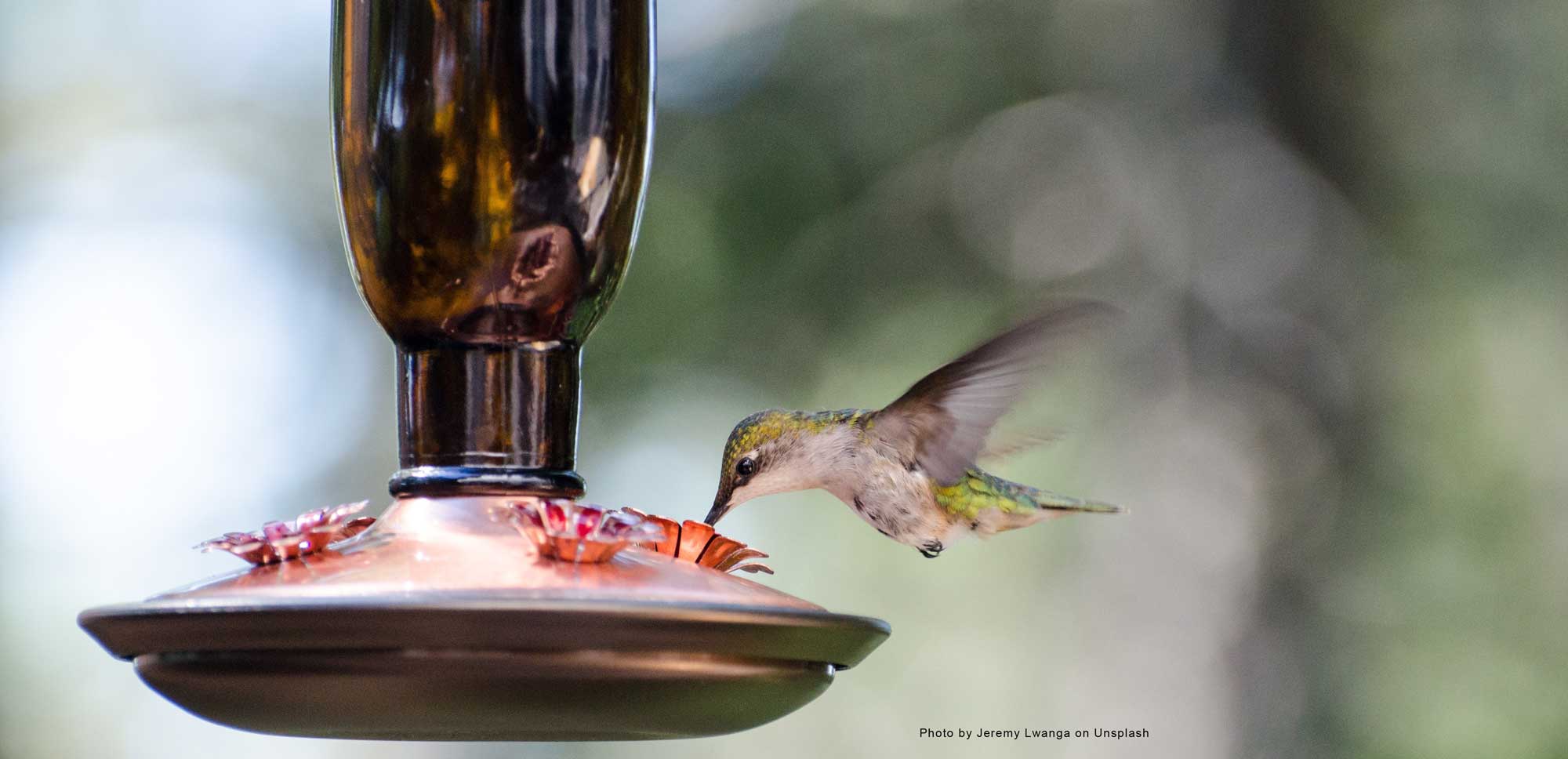 Nectar For Hummingbirds